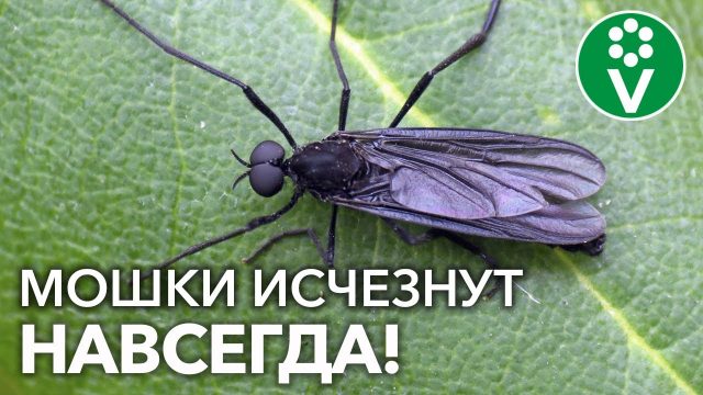 Эффективные способы избавиться от земляных мошек в квартире